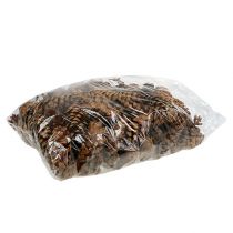 Product Strobus cones 10-15cm varnished 100 pcs