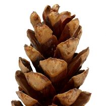 Product Strobus cones 20 - 25cm painted 50 pcs
