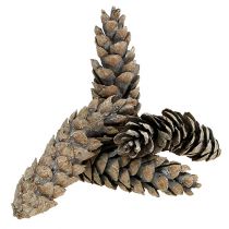 Strobus cones 15cm - 20cm washed white 50p