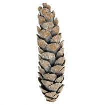 Product Strobus cones 15cm - 20cm whitewashed 50 pcs