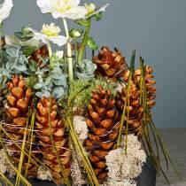 Strobus cones 15 - 20cm lacquered 100p