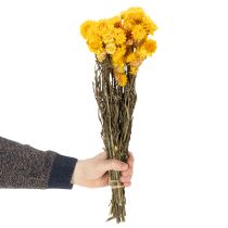 Product Dried yellow strawflower (Helichrysum) dried flower bunch, 100g