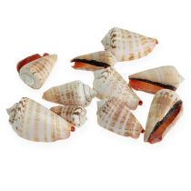 Product Mussels Strombus Luhuanus 1 kg