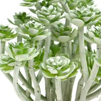 Succulent Echeveria 17cm Gray 3pcs