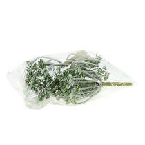 Product Succulent Echeveria 17cm Gray 3 pcs