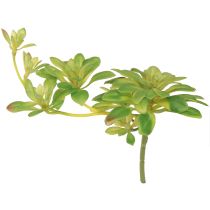 Product Succulent artificial plant with stick Aeonium Green 30cm 4pcs