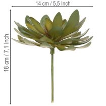 Product Artificial Green Succulent Decoration Set, 18cm, Pack of 3
```html
<h2>Artificial Green Succulent Decoration for Home and Office</h2>
<p>This set of artificial green succulents is versatile and ideal for home and office decoration. Each piece stands at