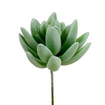 Product Succulent Echeveria Ø6.5cm L11cm 6 pcs