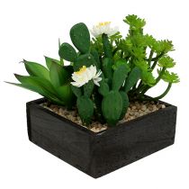 Succulent in wooden box H14cm 1pc