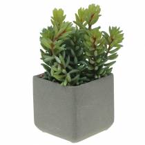 Succulent snake sedum in pot H16cm
