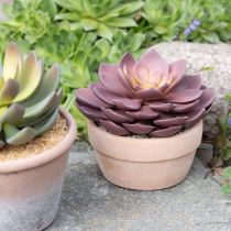 Product Succulent in pot Echeveria artificial red Ø15cm