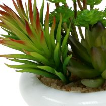 Succulents in a pot Ø12cm H11cm 1pc