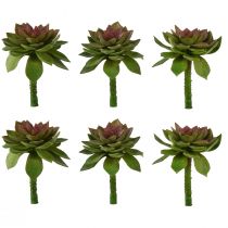 Product Succulent Stone Rose 6cm Green 6pcs