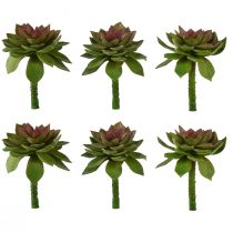 Succulent stone rose 6cm green 6 pcs