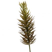 Product Succulent branch light brown green 48cm