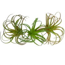 Tillandsia assorted 8cm 3pcs