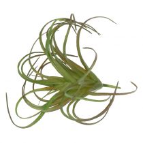 Tillandsia assorted 8cm 3pcs