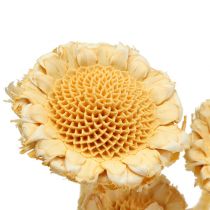 Product Susanne Rosette bleached 25 pcs