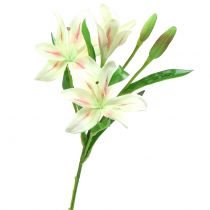 Tiger lily cream 60cm