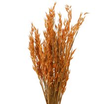 Product Dry Decoration Oat Decoration in Orange L64cm 70-75g 2pcs