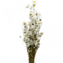 Product Dried flowers Acroclinium White flowers dry floristry 60g