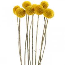 Product Craspedia dried flowers drumsticks yellow 70cm 10pcs