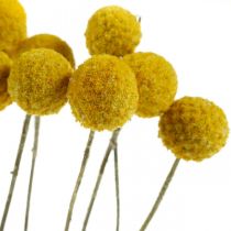 Product Yellow Dried Craspedia Flowers, 70 cm, Approx. 10 Stems
