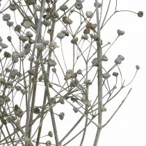 Product Dried flower Massasa whitened decorative branches 50-55cm bunch of 6 pieces