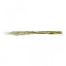 Product Dried flowers deco feather grass dry grass nature 50g