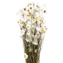 Product Dried Acroclinium flowers, white blossoms, dried floral arrangement, 60cm, 80g