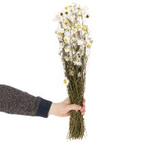 Product Dried Acroclinium flowers, white blossoms, dried floral arrangement, 60cm, 80g