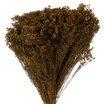 Product Dried flowers Broom Bloom Olive Green 160g 48cm