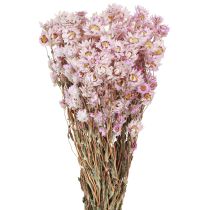 Product Dried Flowers Bunch Dry Decoration Chamomile Pink 65cm 50g