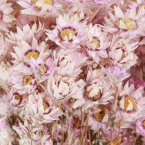Product Dried Flowers Bunch Dry Decoration Chamomile Pink 65cm 50g