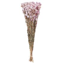 Product Dried Flowers Bunch Dry Decoration Chamomile Pink 65cm 50g