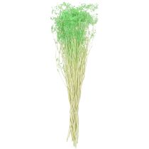 Product Dried flowers, umbellifers, green, 70-80cm, 150g