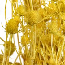 Product Dried flowers, yellow, dried thistle, strawberry thistle, 100g, decorative boho style