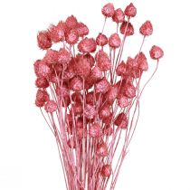 Product Dried Flowers Pink Dried Thistle Strawberry Thistle Dyed 50cm 100g
