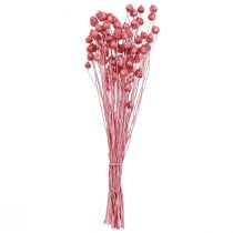 Product Dried Flowers Pink Dried Thistle Strawberry Thistle Dyed 50cm 100g