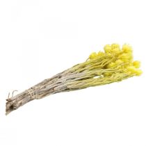 Product Dried flowers Cap flowers Yellow Strawflowers H42cm