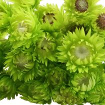 Product Dried Flowers African Daisies Straw Flowers Colored H42cm