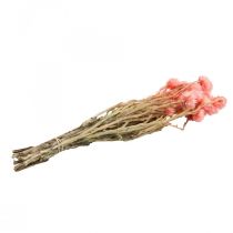 Product Dried flowers African Daisies Salmon straw flowers H42cm