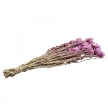 Product Dried flowers African Daisies Purple straw flowers H42cm