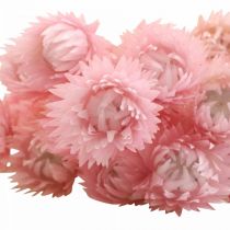 Product Dried Flowers African Daisies Straw Flowers Colored H42cm