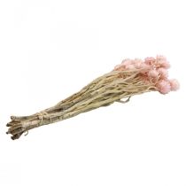 Product Dried flowers African Daisies Pink straw flowers H42cm