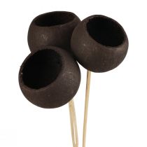 Dried flowers decorative bell cups on a stem black 44cm 3pcs