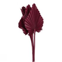 Dried flowers decoration, palm spear dried wine red 37cm 4pcs