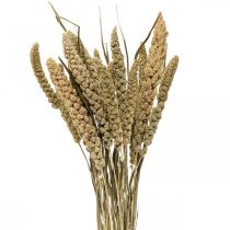 Dried flowers millet grain deco dry floristics 65cm 100g