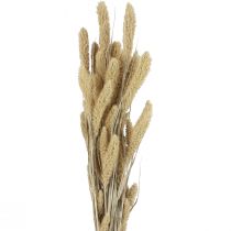 Product Dried flowers millet natural Setaria bristle millet H40-60cm 60g