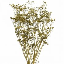 Product Dried flowers real caraway green decoration 55cm bunch with 5 pcs